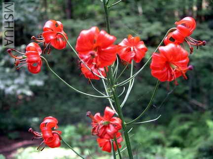 Lilium pumilum.jpg