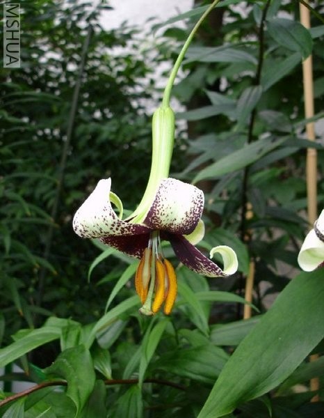 Lilium majoense.jpg