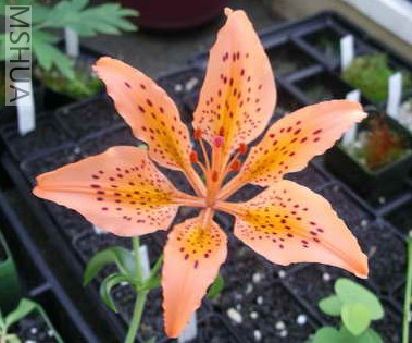 Lilium maculatum.jpg