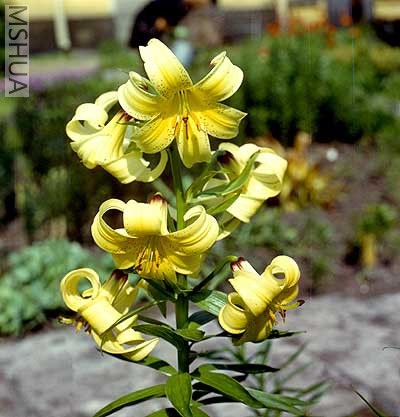 Liliumkesselringianum.jpg