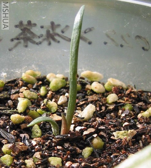 #2С�����һ�Ƕ�(����8��8��)