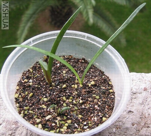 8��8�յ�С����