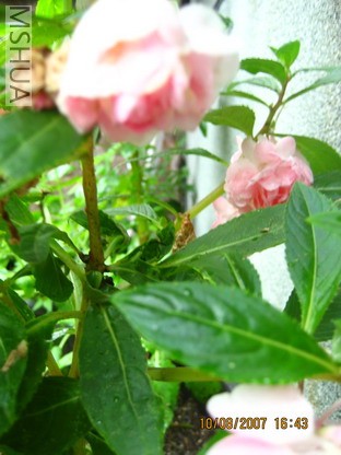 ��Ƭ 013_������С.jpg