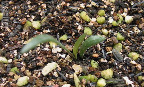 �ر��#2С���ֳ�����...