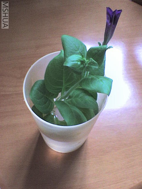 DSC00175.JPG