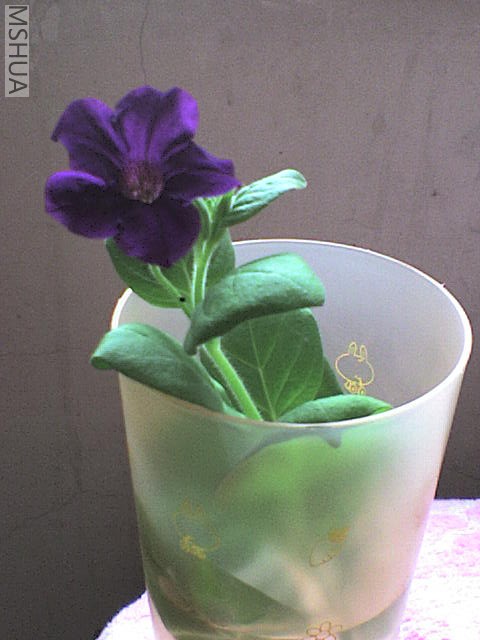 DSC00179.JPG