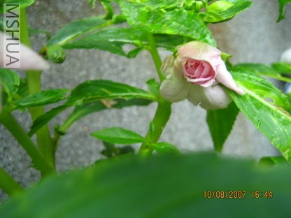 ��Ƭ 014_������С.jpg