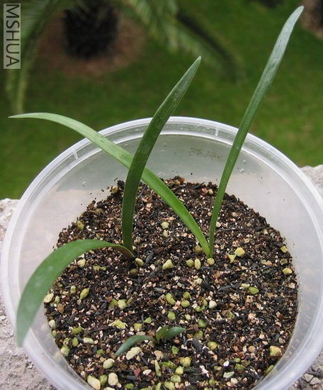 ̨����С����