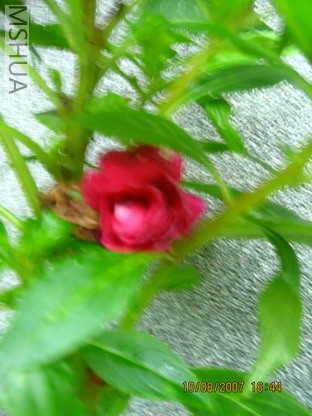 ��Ƭ 015_������С.jpg