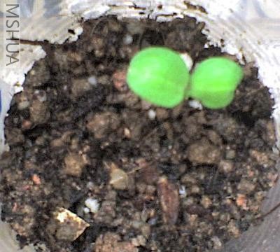 �����Ƿ��ɻ�