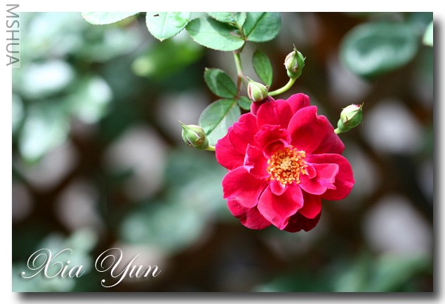 ����������ķ