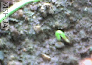 ����ȥһ���²ų���������