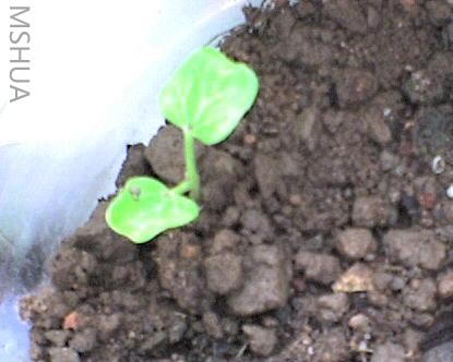 Ұ������ţ