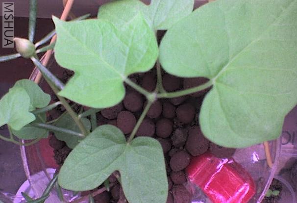 Ҳ������һ��