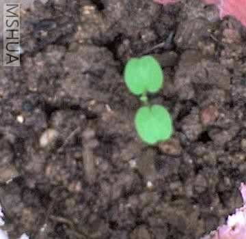 ��������ĸ��