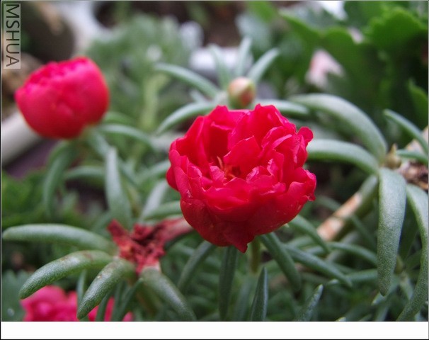 ������С ̫������21.jpg