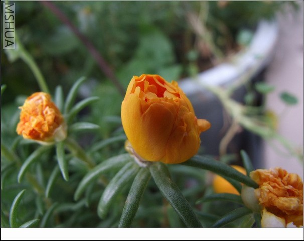 ������С ̫������14.jpg