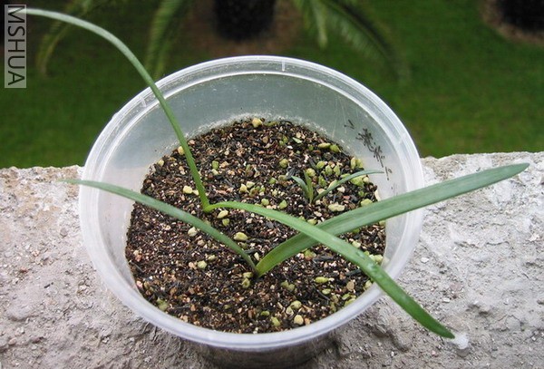 8��12�յ�С����