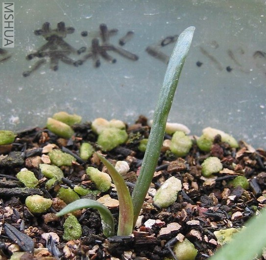 #2С��ĵ���ƬҶ����ͦ�ߵ���