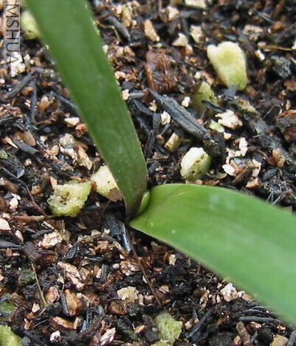 #1С�쳤���˵���Ƭ��Ҷ