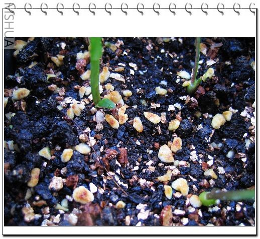 ������� 065.jpg