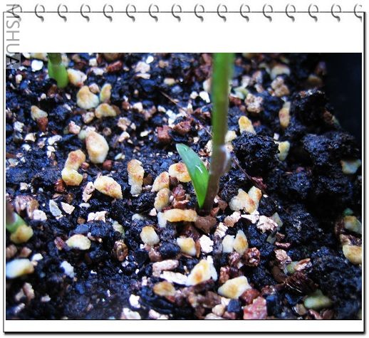 ������� 063.jpg