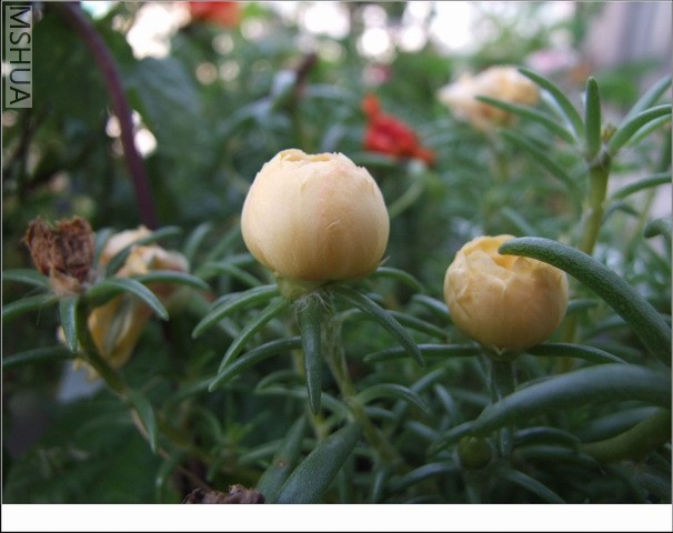 ������С ̫������18.jpg