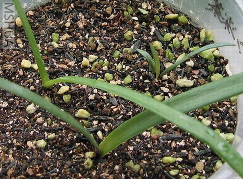 8��12�յ�С����