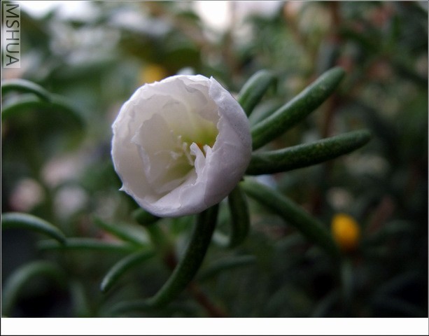 ������С ̫������18.jpg