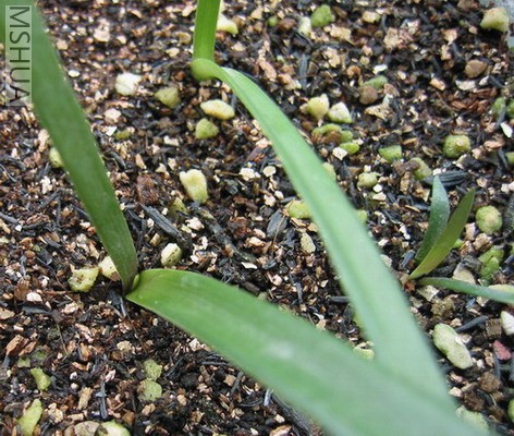 8��12�յ�С����