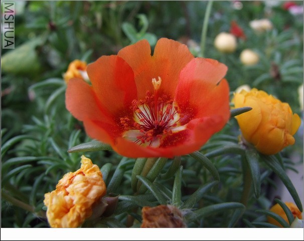 ������С ̫����24.jpg