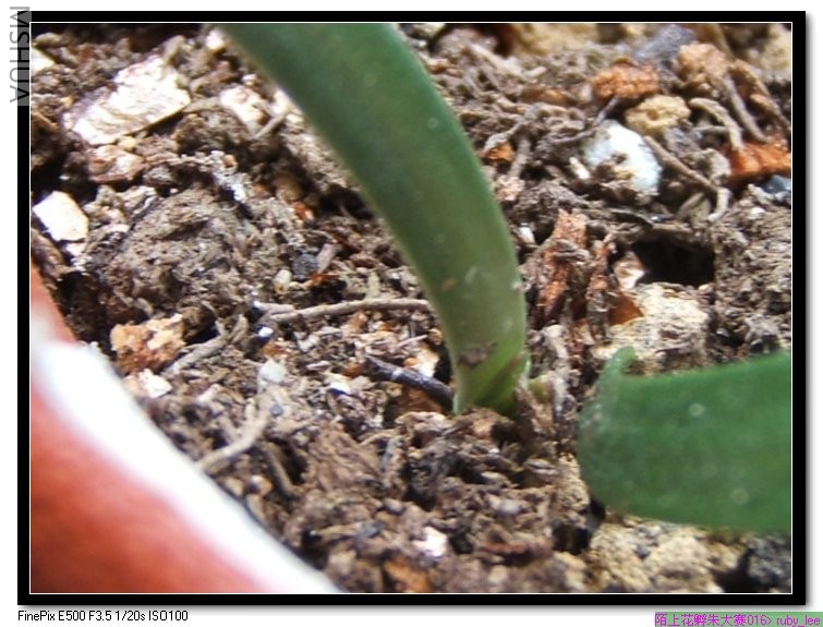 ��������Ҷ�����ڳ�������