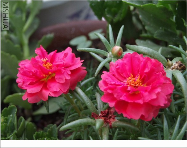 ������С ̫������24.jpg