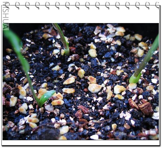 ������� 067.jpg