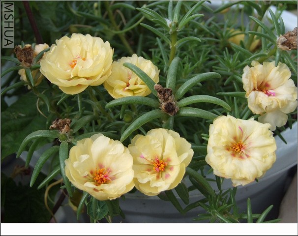 ������С ̫����ǳ��19.jpg