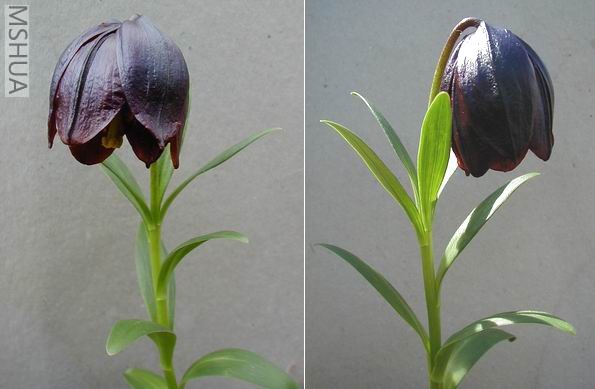 Lilium souliei 1.jpg