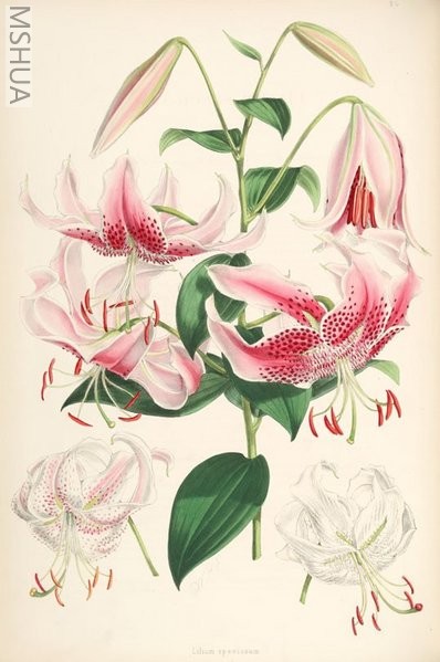 398px-Lilium_speciosum_(lit).jpg