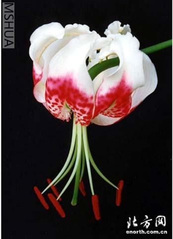 ҩ�ٺ�/�޺�¹�Ӱٺ�