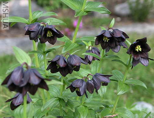 Fritillaria camschatcensis.jpg