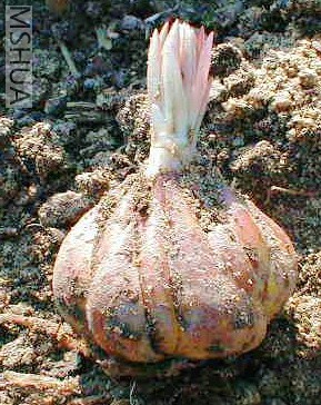 rosthornii bulb.jpg