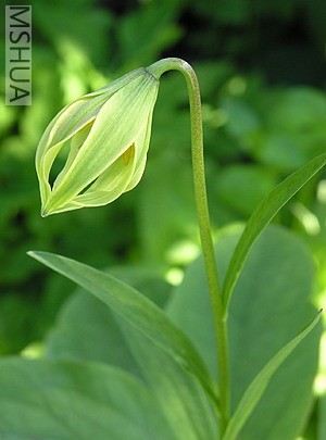 Lilium lophophprum.jpg