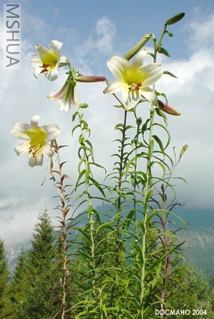 Liliumsulphureumhabit.jpg