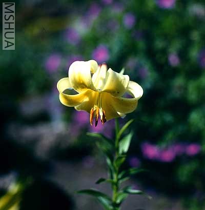 Liliumszovitsianum 1.jpg