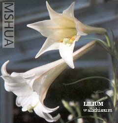 Lilium_wallichianum.jpg
