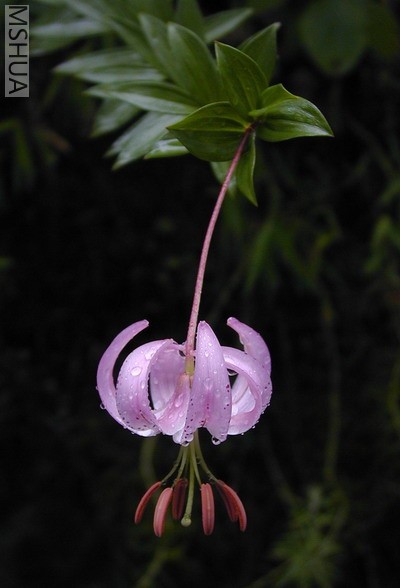 Lilium_wardii.jpg