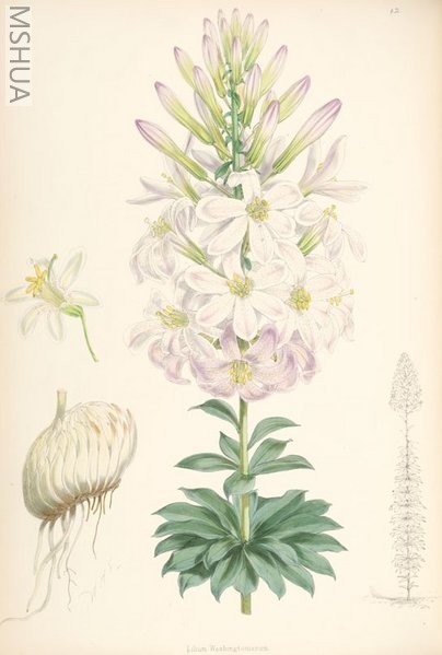 404px-Lilium_washingtonianum.jpg