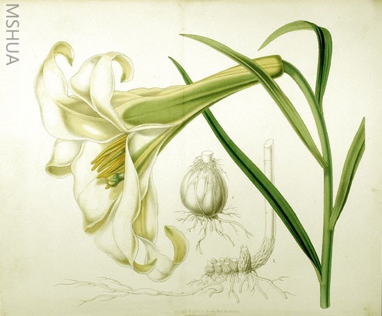 Lilium_wallichianum_Litho.jpg