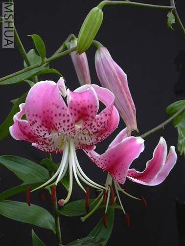 Lilium-speciosum-Uchida-4s.jpg