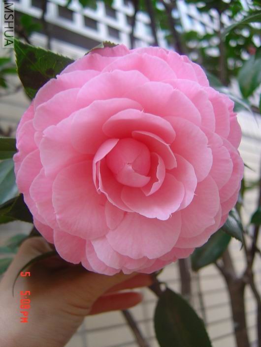 ������һ��,���űȽ���ʵ