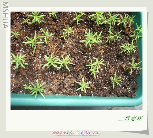 ��.���������ɹ̫����